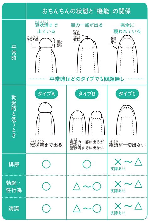 男の子皮むく時期 2歳|「皮を剥くってどこまで？」男児のむく・むかない問題の曖昧さ。